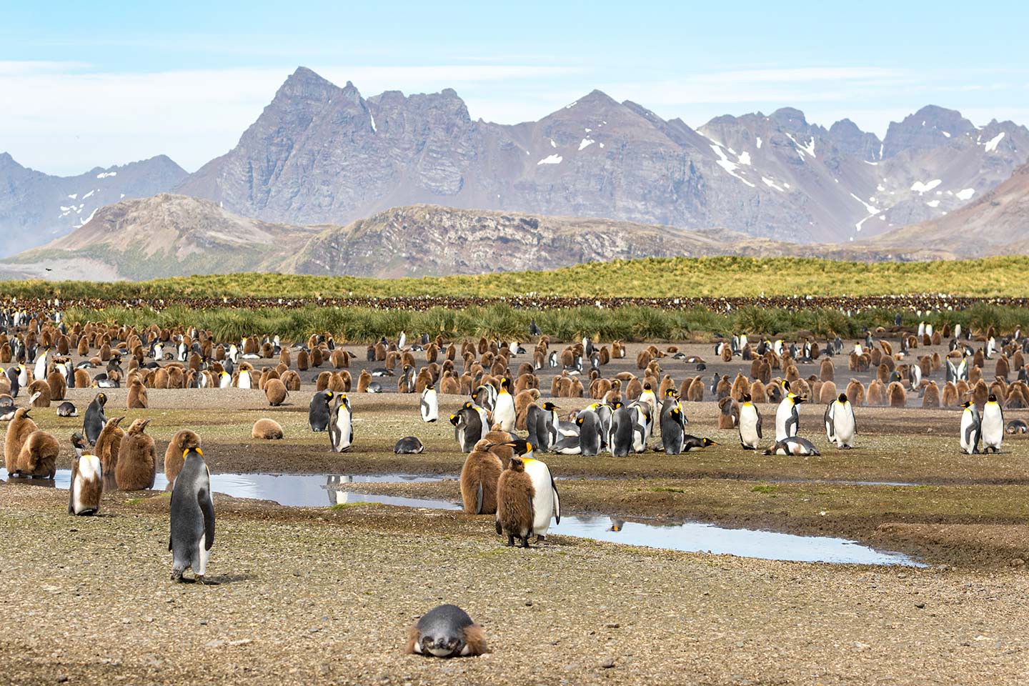 Afbeelding van Koningspinguins Salisbury Plain Zuid Georgie Norge Reiser Ramon Lucas