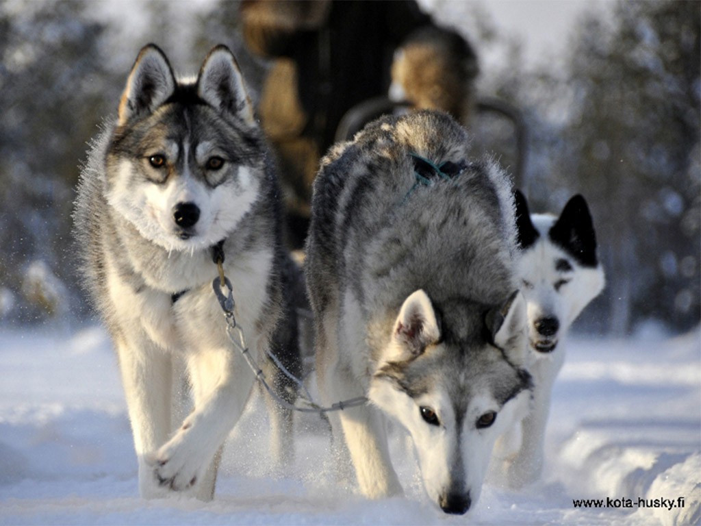 Afbeelding van Kota Husky Hondensledetocht