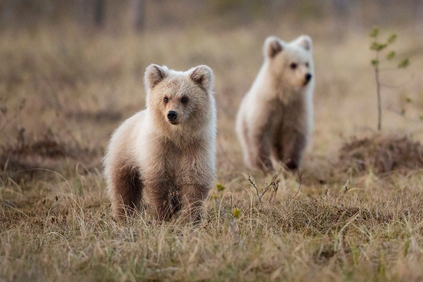 Kuhmo, Wild Brown Bear Centre