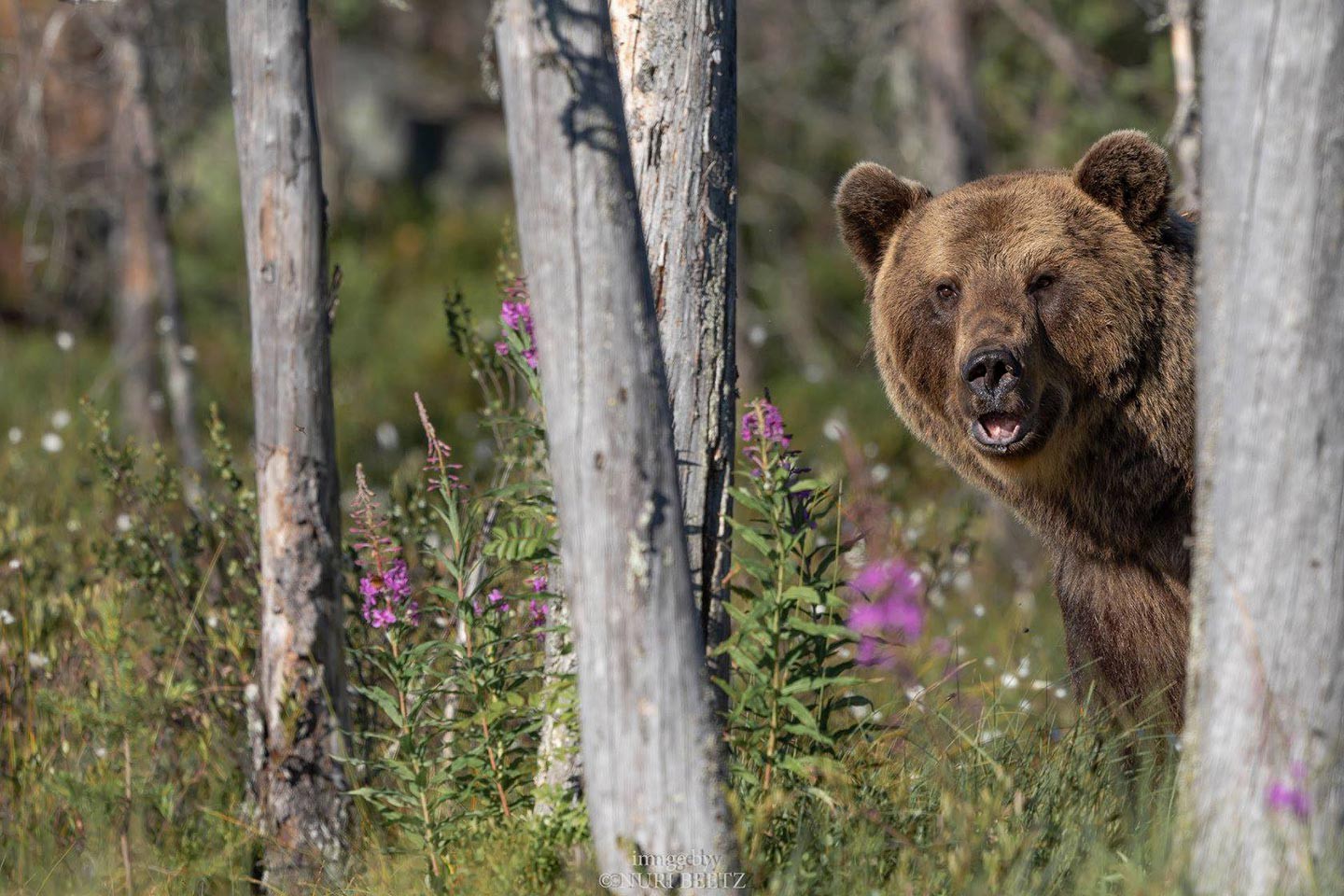 Kuhmo, Wild Brown Bear Centre