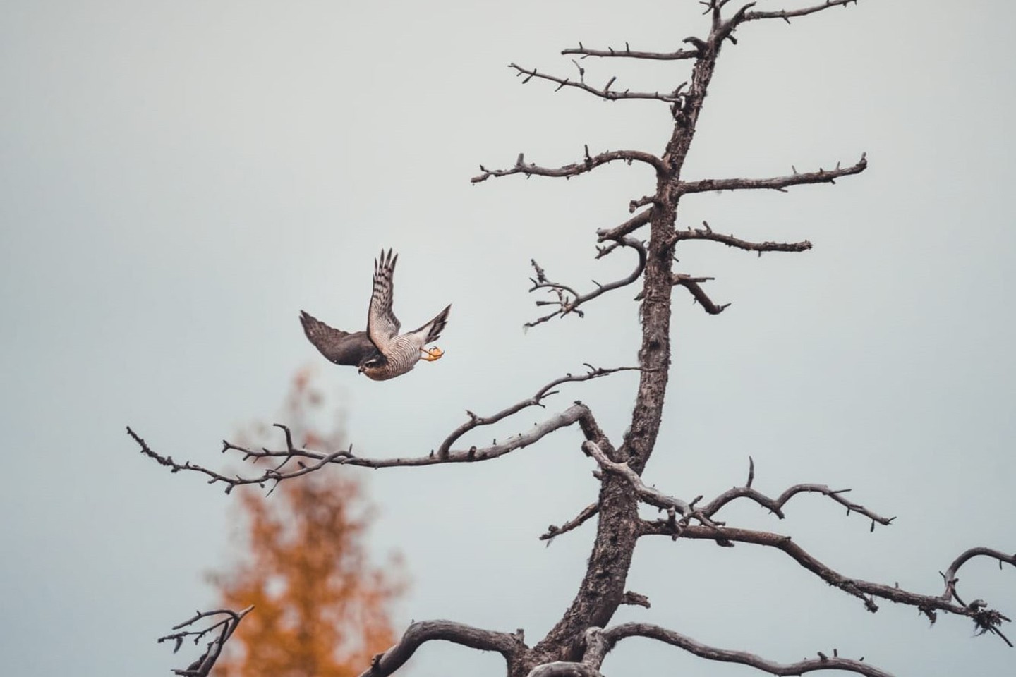 Kuhmo, Wild Brown Bear Centre