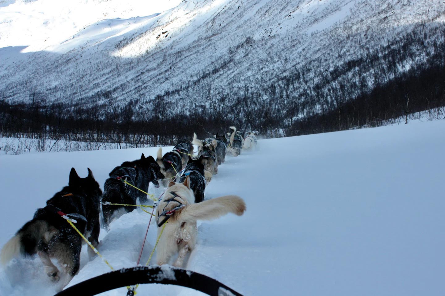 Afbeelding van Kvaloya Husky Hondensledetocht 5