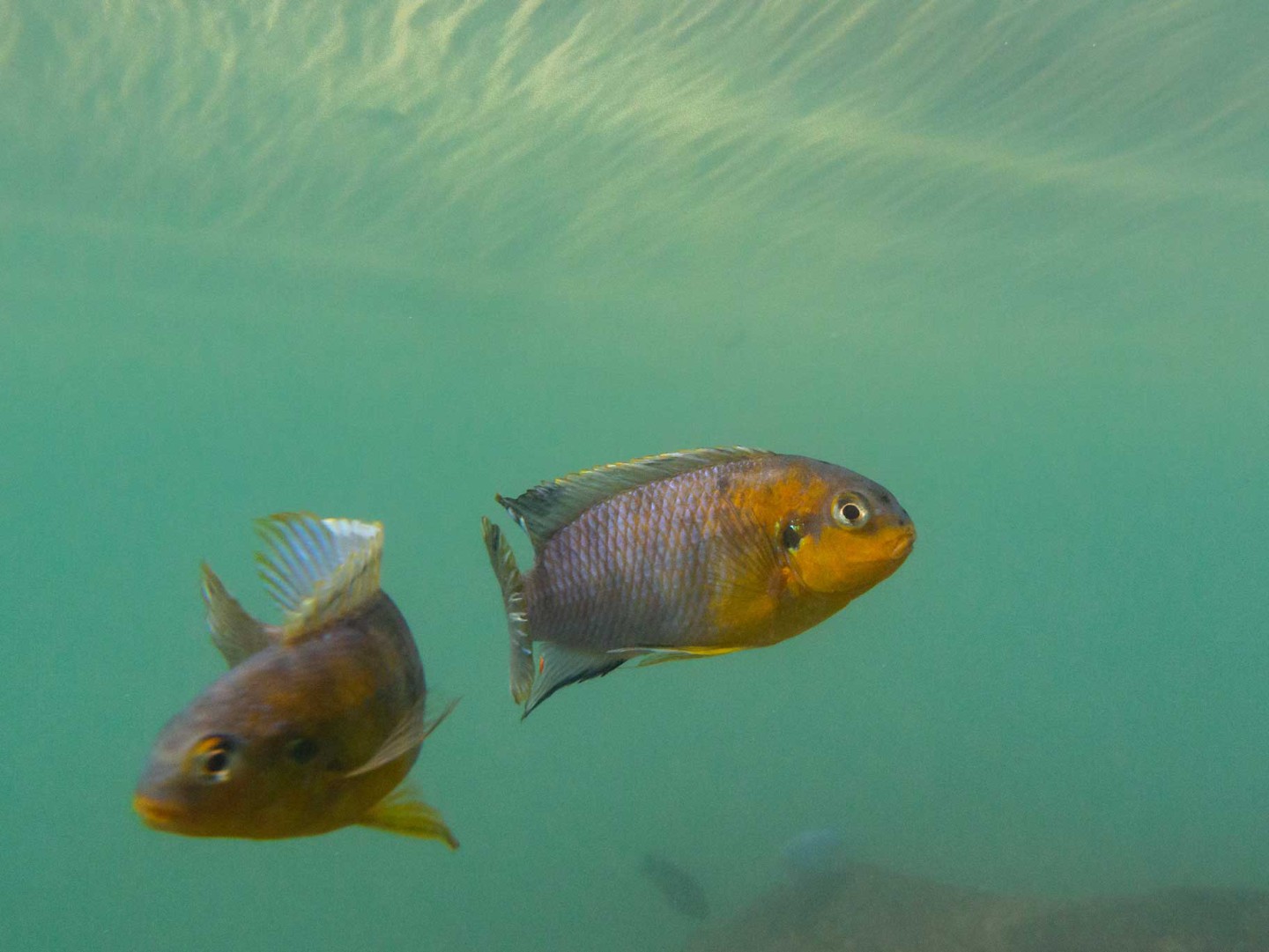 Lake Malawi Nationaal Park