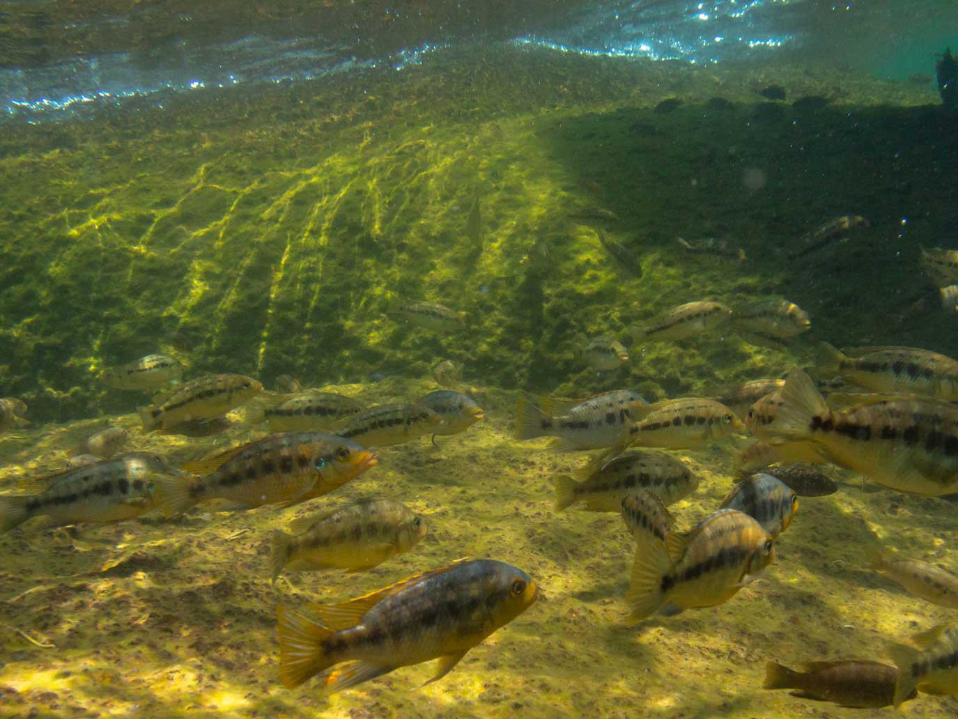 Lake Malawi Nationaal Park