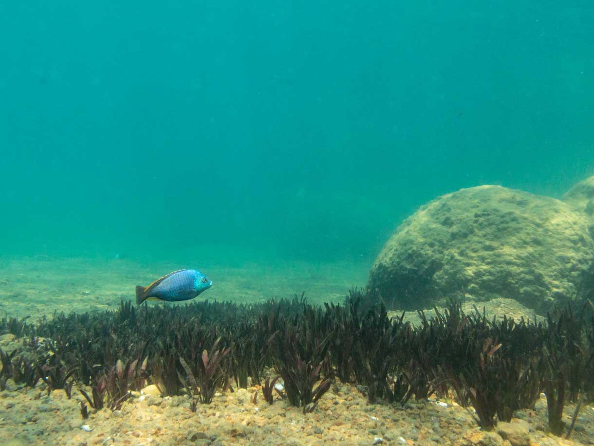 Lake Malawi Nationaal Park