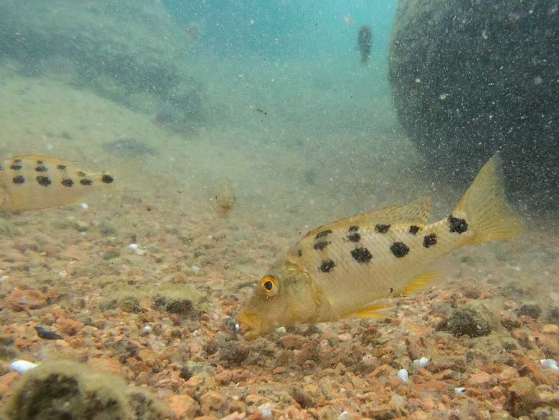 Lake Malawi Nationaal Park