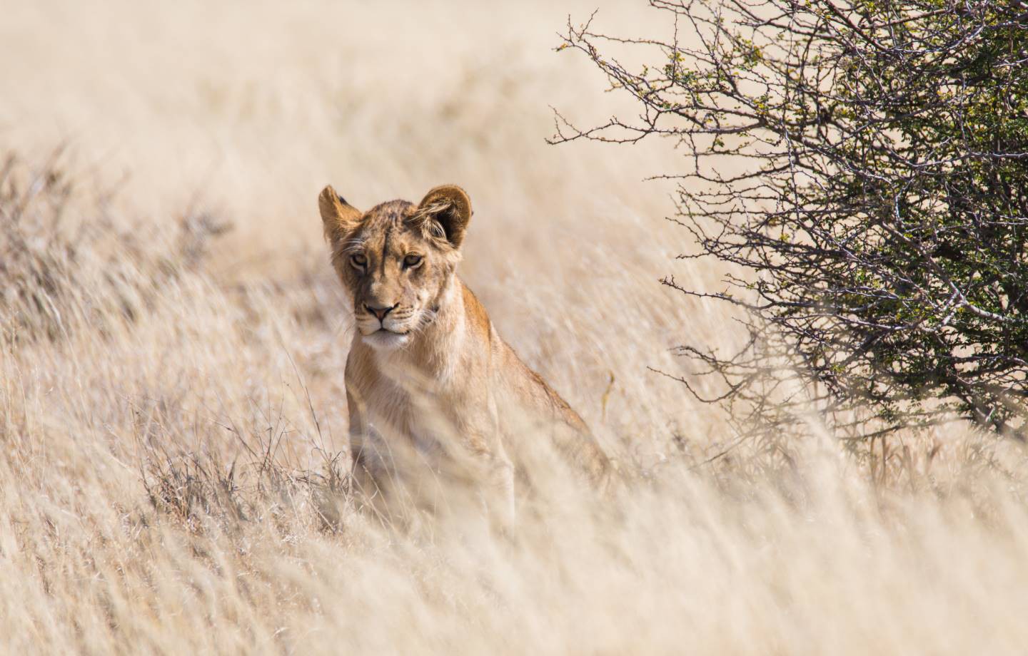 Afbeelding van Leeuw Botswana Bushwaysafari