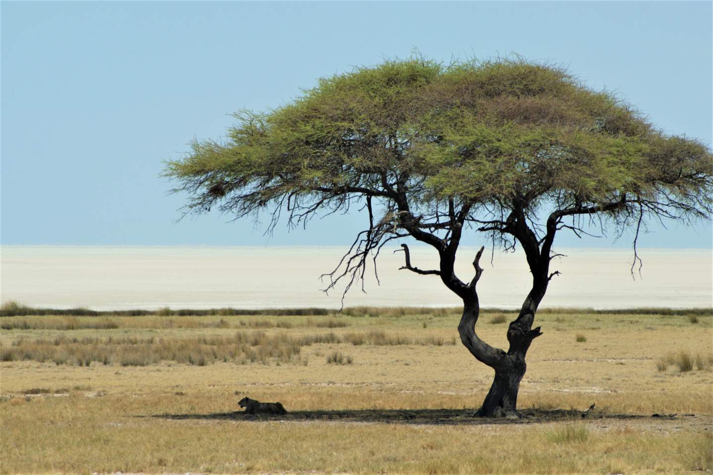 Etosha Nationaal Park