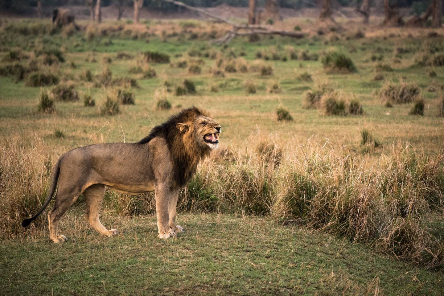 Afbeelding van Leeuw Lower Zambezi Afriacan View Tours And Safaris