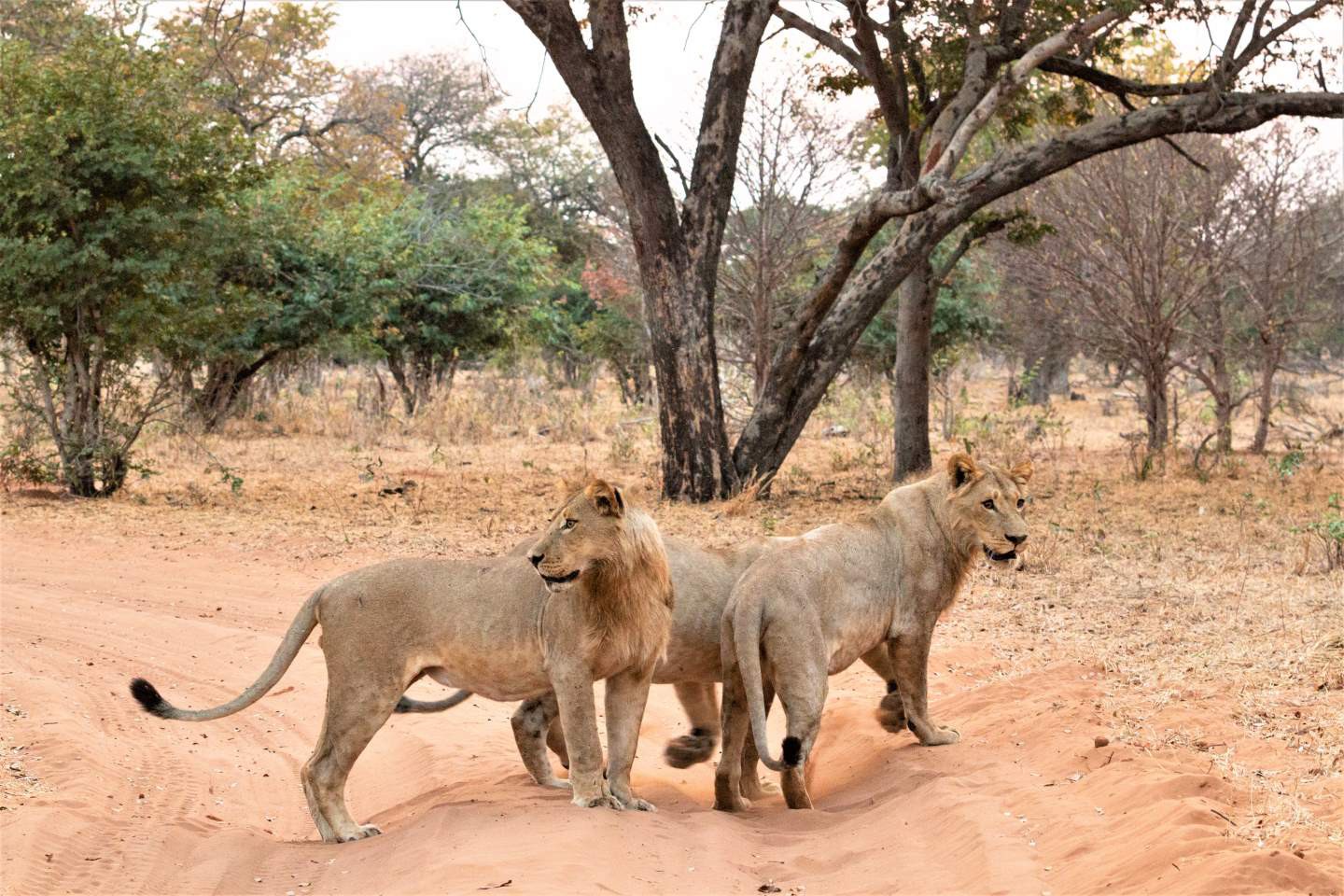 Chobe Nationaal Park