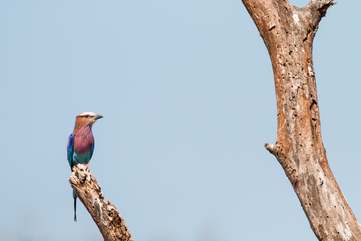 Afbeelding van Lilac Breasted Roller Hluhluwe Ramon Lucas Suid Afrika Reise