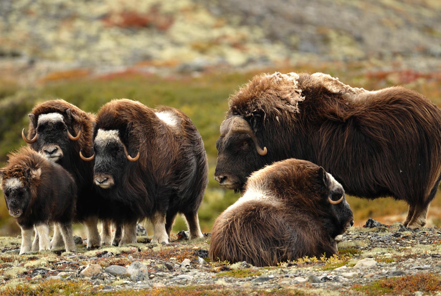 Afbeelding van Liv Musk Ox At Dovrefjell VisitNorway