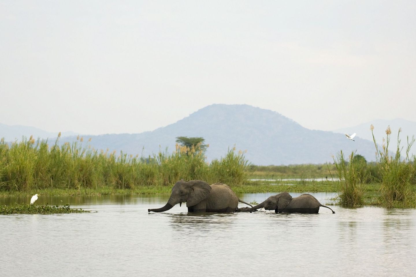 Afbeelding van Liwonde Shire River Mvuu Olifant