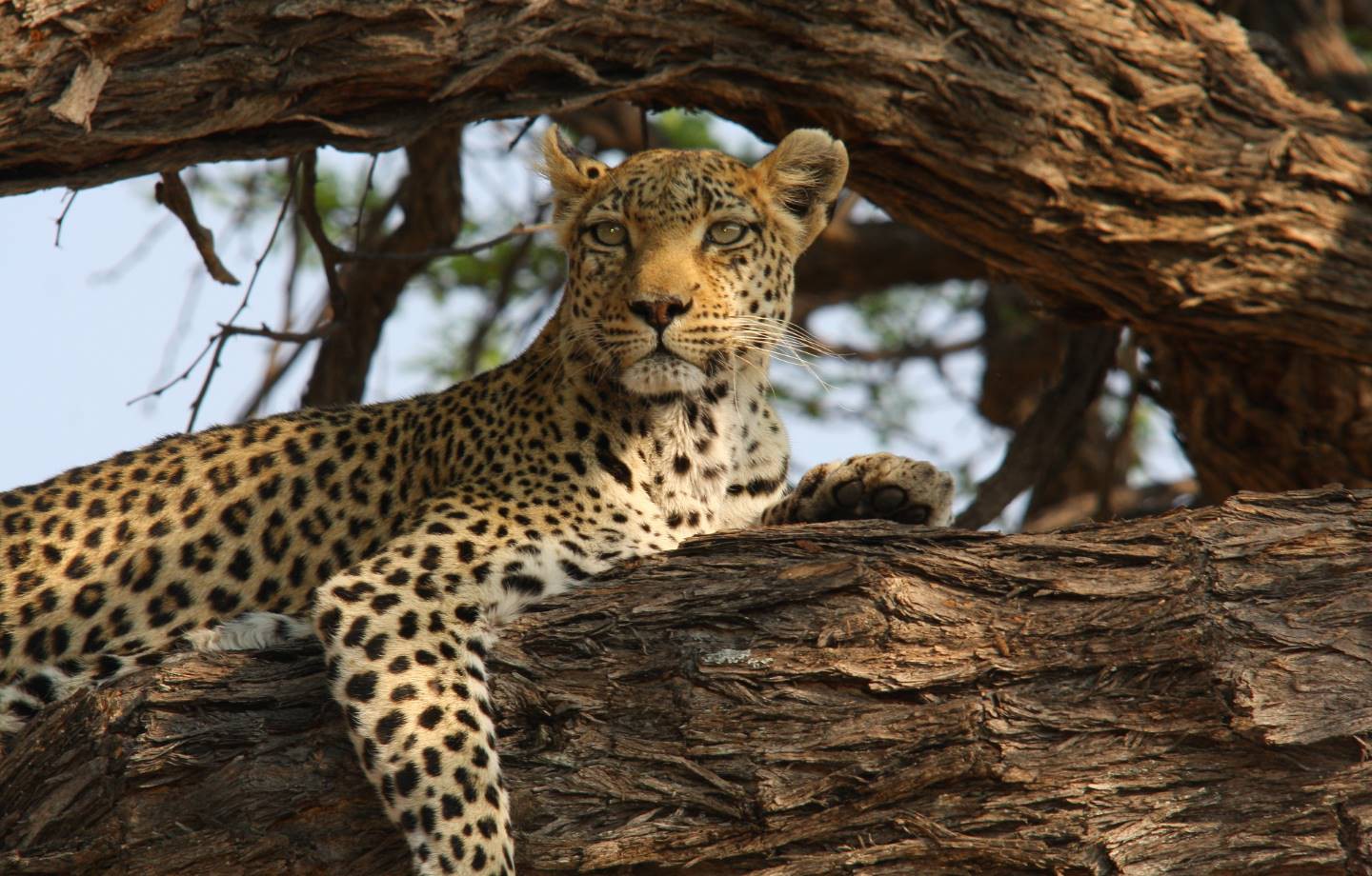 Okavango Delta