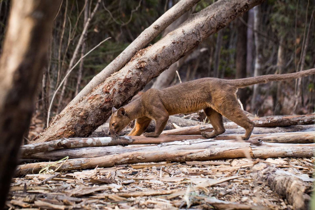 Afbeelding van Madagaskar Natuur En Wildparken Morondova Antsirabe Andasibe Madagascar Land Of Wonders Cape