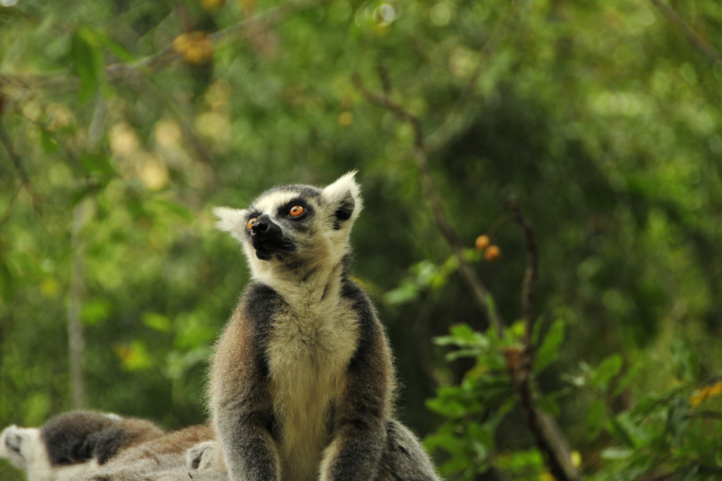 Afbeelding van Madagaskar Rondreizen Isalo National Park Jan Rosman Cape