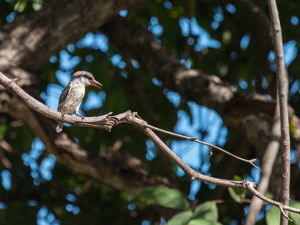 Afbeelding van Malawi Natuur En Wildparken Kingfisher Ijsvogel Ramon Lucas Cape