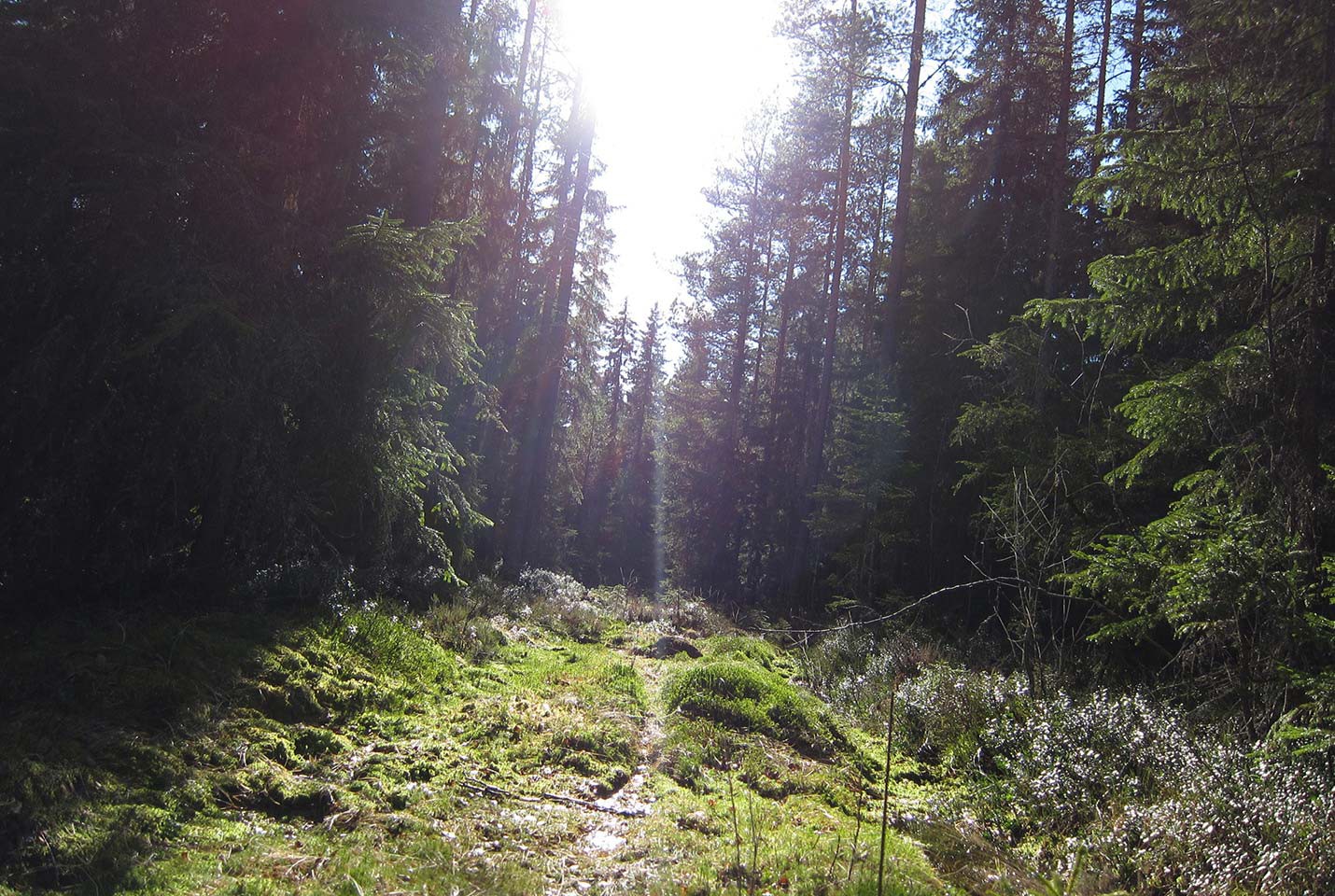 Matthias Fredrik Broman Forest Glade Afbeelding van Matthias Fredrik Broman Forest Glade