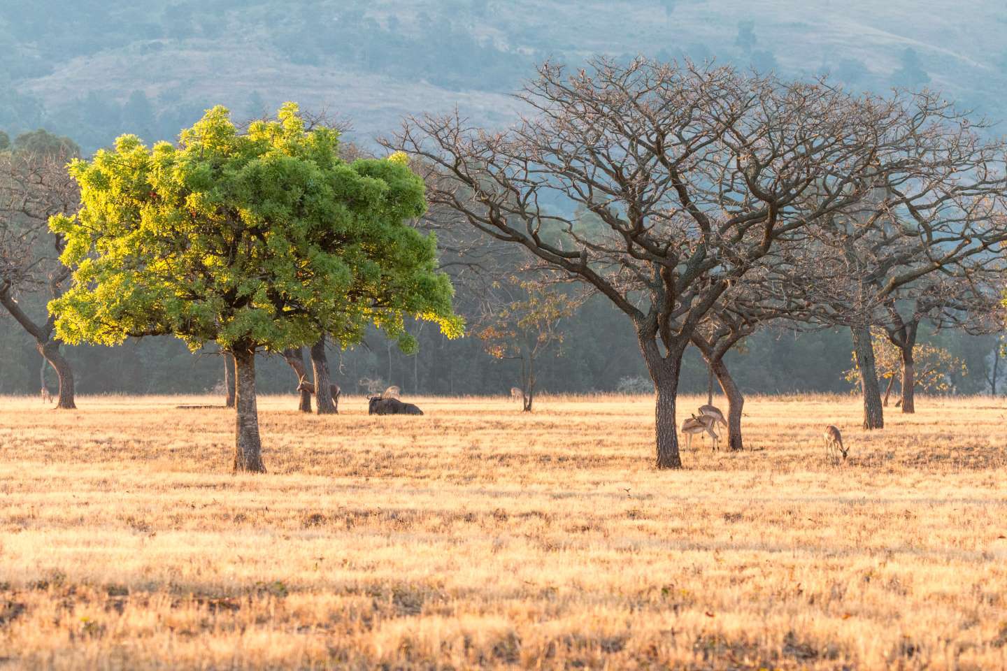 Mlilwane Wildlife Sanctuary