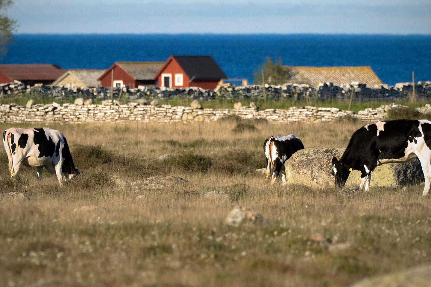 Mörbylånga, Stenåsabadets Camping & Cottages