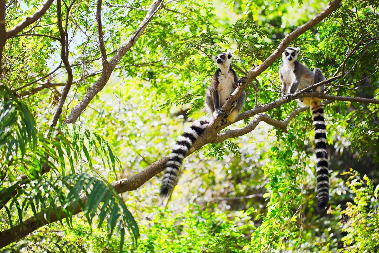 Afbeelding van Morondava Antsirabe Andasibe Madagascar Land Of Wonders
