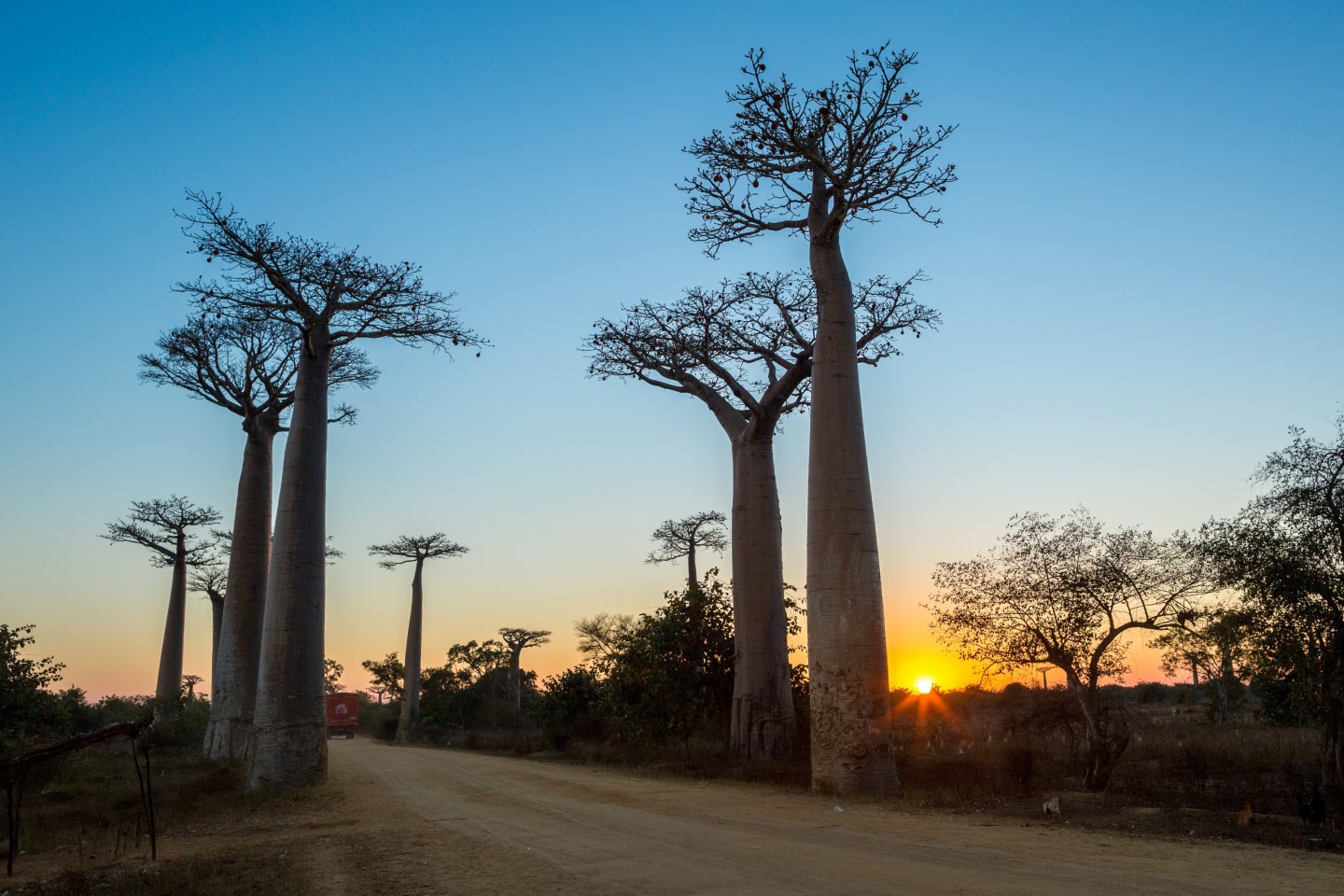 Afbeelding van Morondova Allee Des Baobabs Madagascar Land Of Wonders