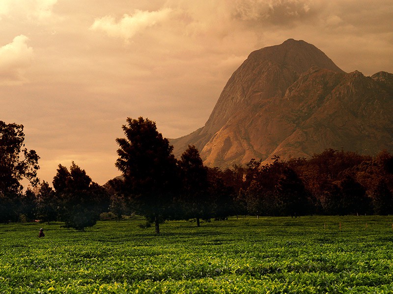 Afbeelding van Mount Mulanje Malawi Resources Malawi Tourism 3