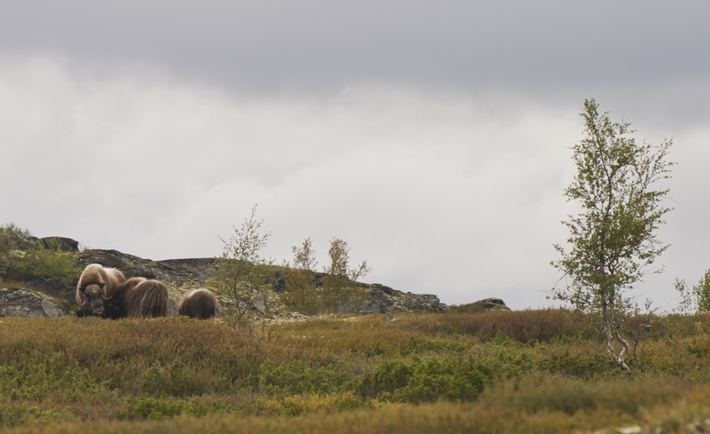 Afbeelding van Muskusos Noorwegen Ch Rondane Dovre 2010 126 2 129884 800