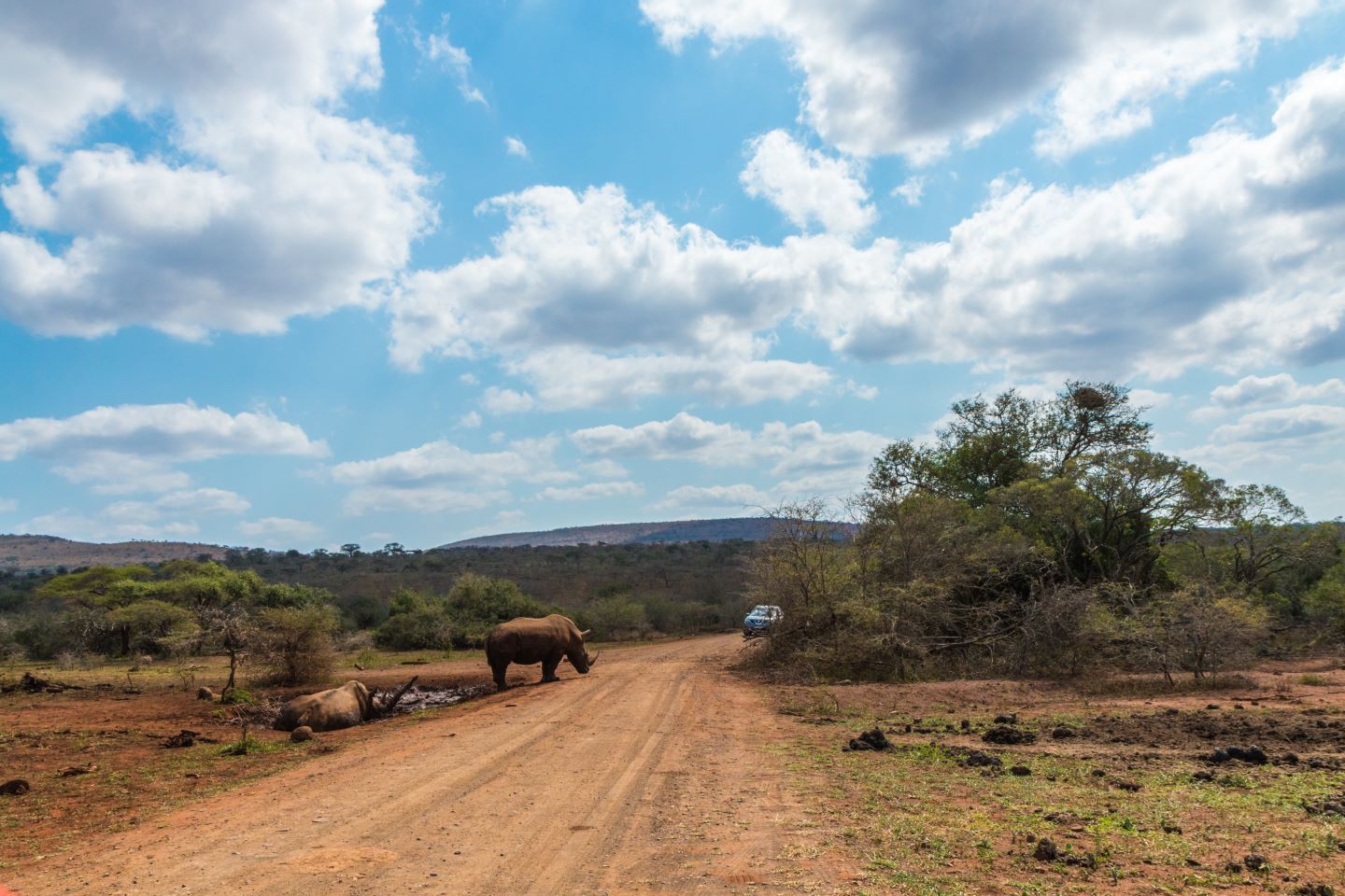 Afbeelding van Neushoorn Hluhluwe Ramon Lucas Suid Afrika Reise