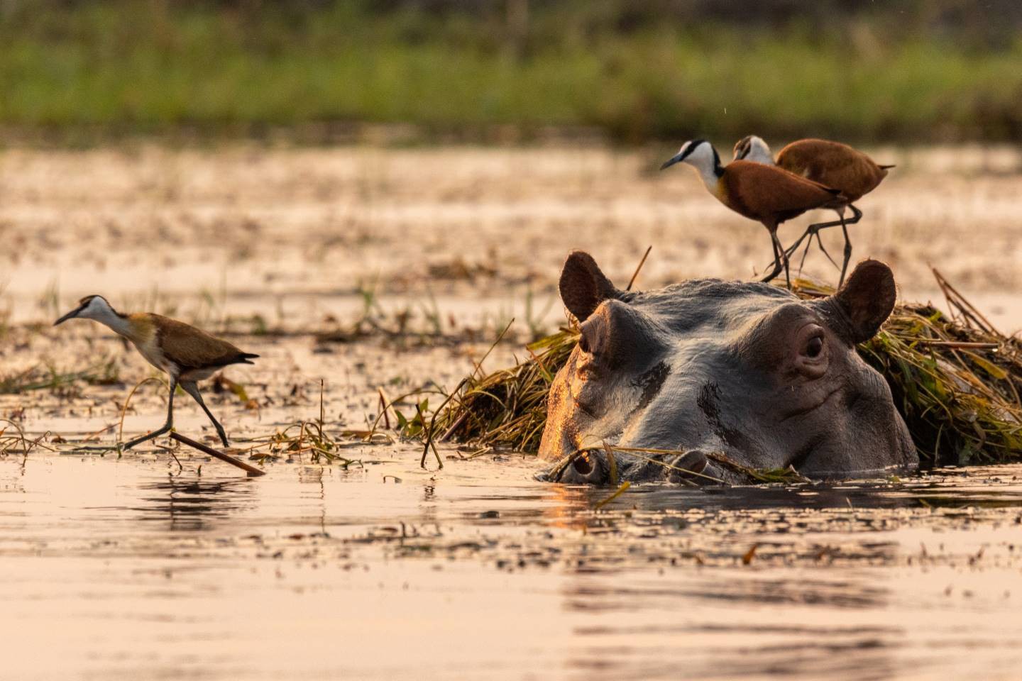 Chobe Nationaal Park