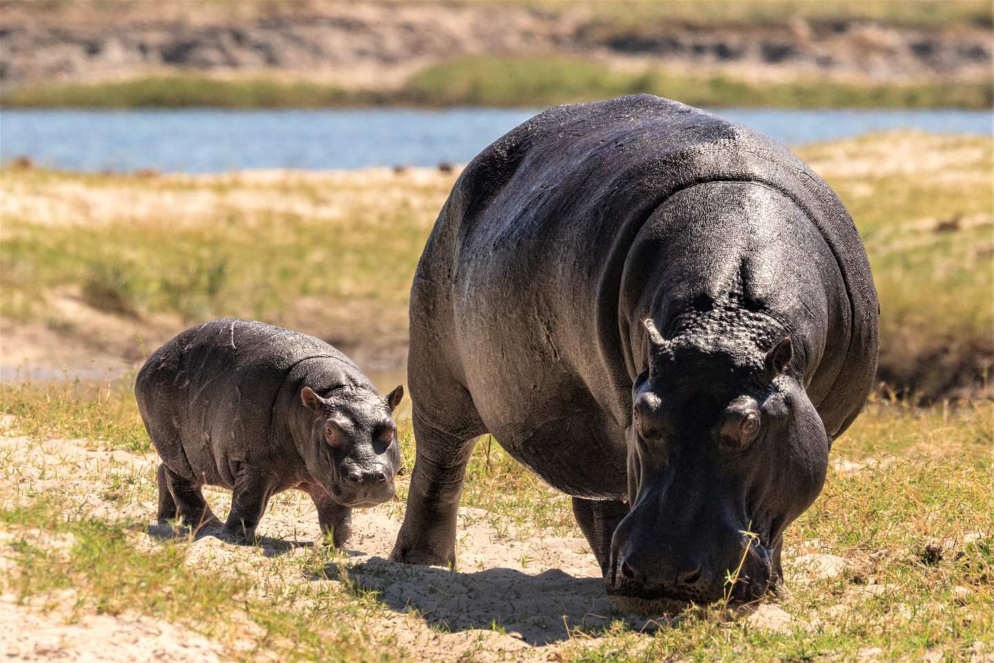 Chobe Nationaal Park