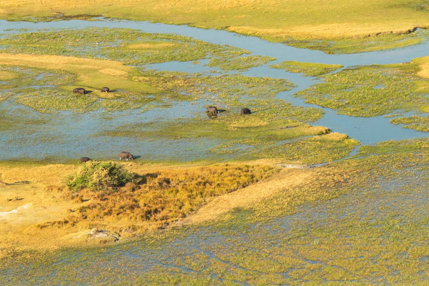 Okavango Delta