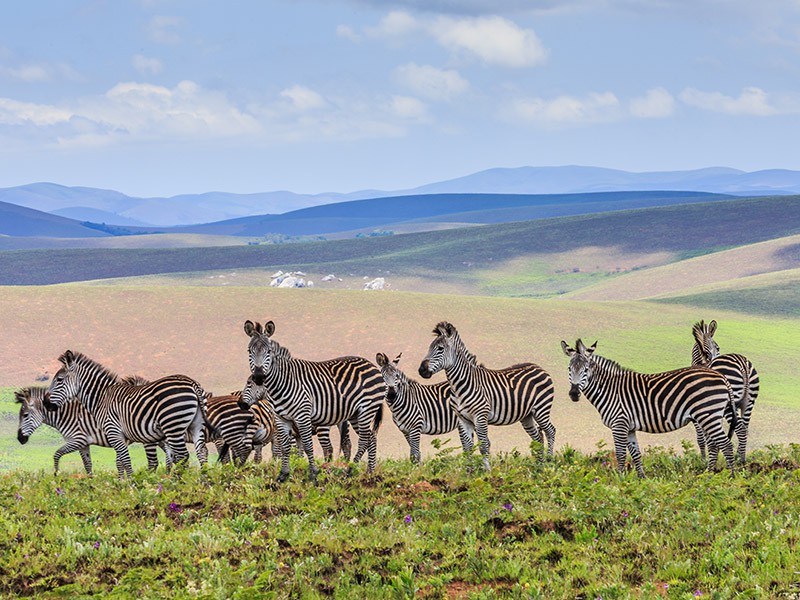 Afbeelding van Nyika Nationaal Park Burchells Zebra Bentley Palmer Malawi Resources Malawi Tourism