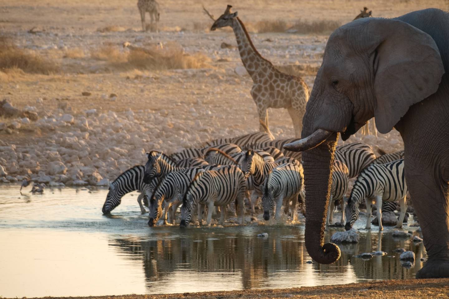 Afbeelding van Okaukuejo Etosha Waterhole Suid Afrika Reise