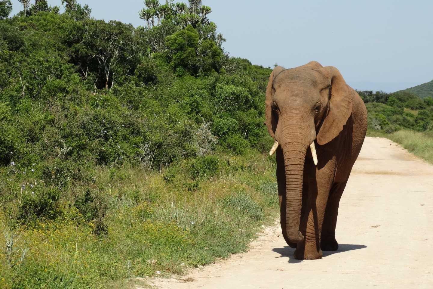 Addo Elephant National Park