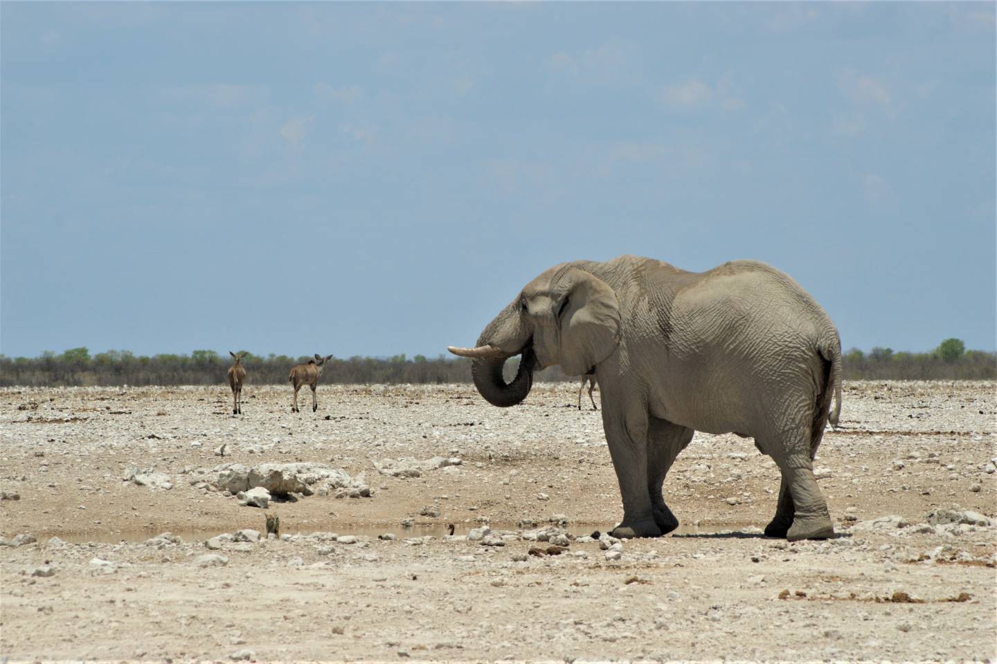 Etosha Nationaal Park