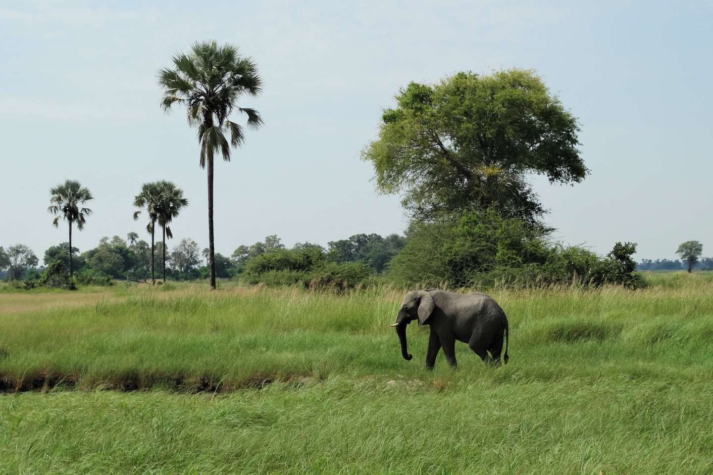 Okavango Delta