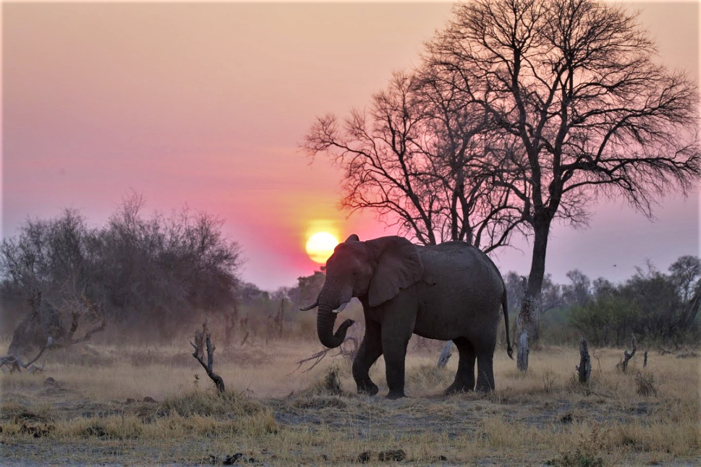 Afbeelding van Olifant Zonsondergang Bushways