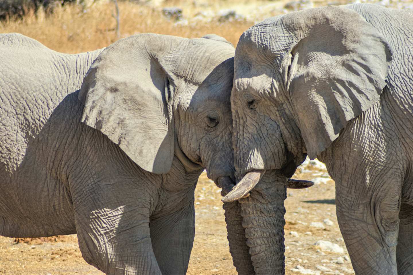 Etosha Nationaal Park