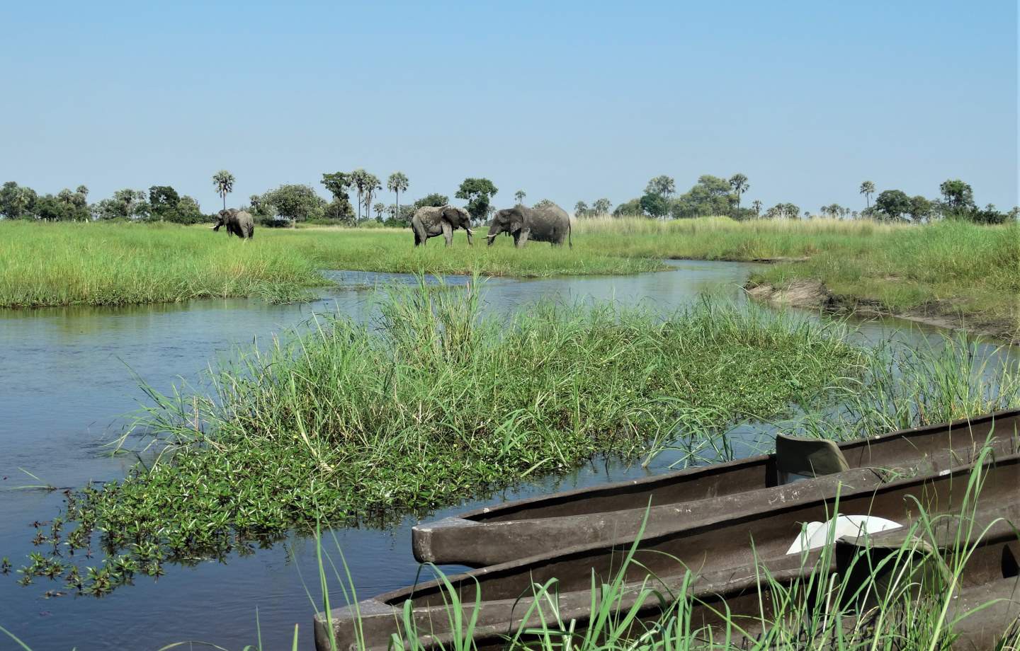 Afbeelding van Olifanten Mokoro Moremi Suid Afrika Reise