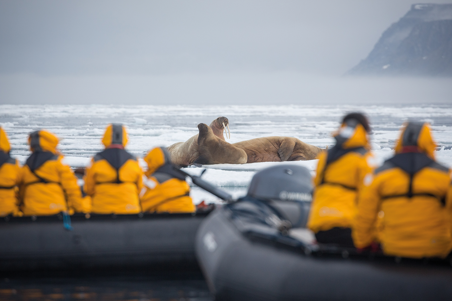 Afbeelding van Onvergetelijke Spitsbergenreis QuarkExpeditions Spitsbergen Explorer  Walrus Cruise Waldenoya Svalbard Credit AcaciaJohnson 6