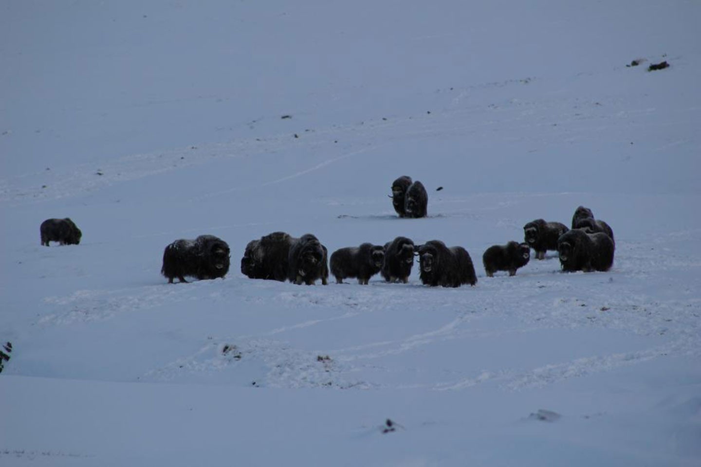 Oppdal, Muskusossafari