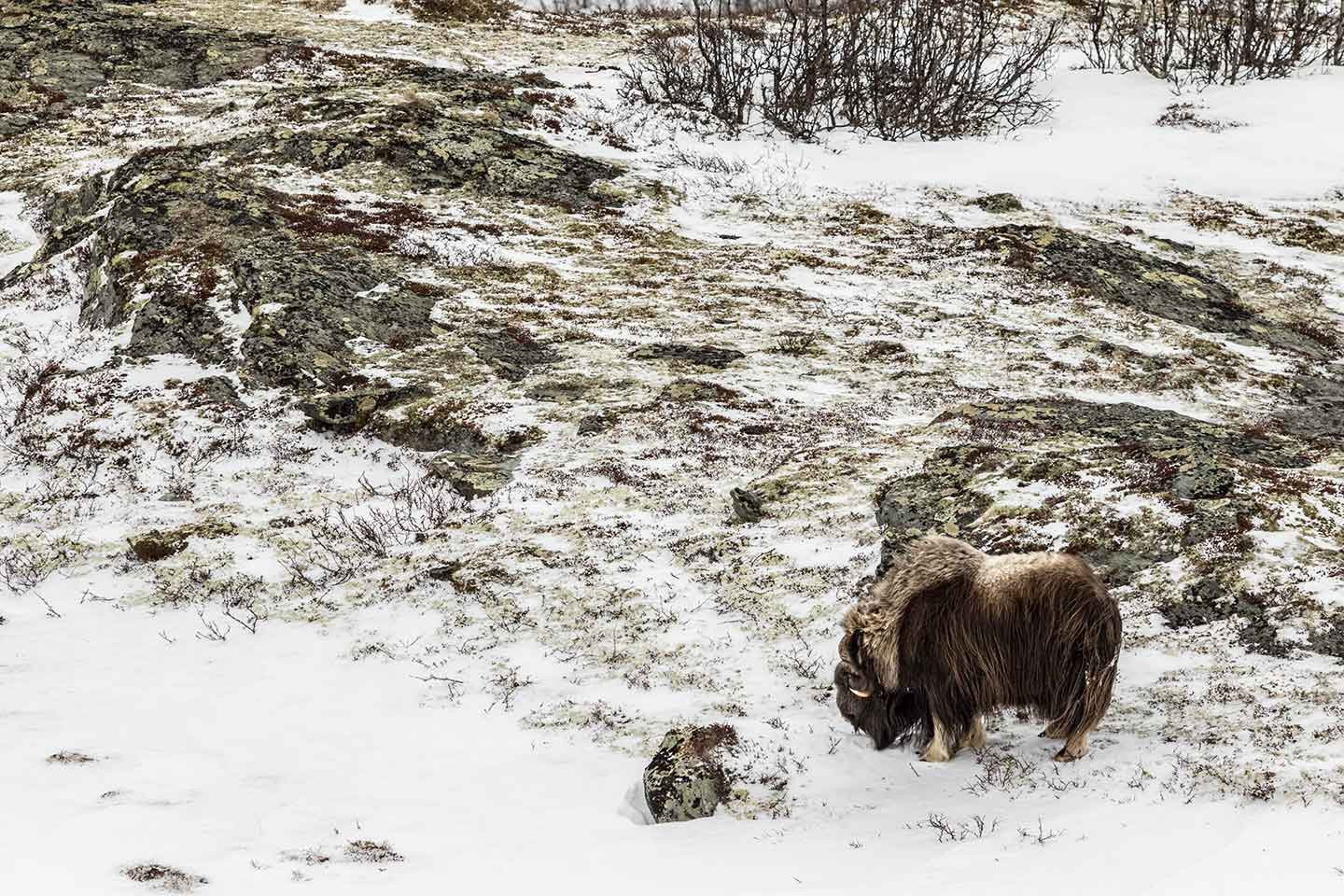 Oppdal, Muskusossafari