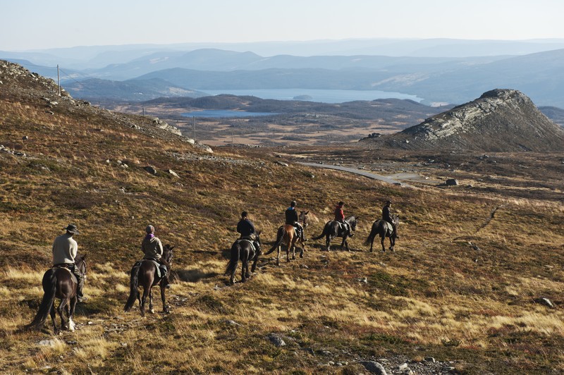 Afbeelding van Paardrijden Noorwegen Terje Rakke DSC6251 146386 800