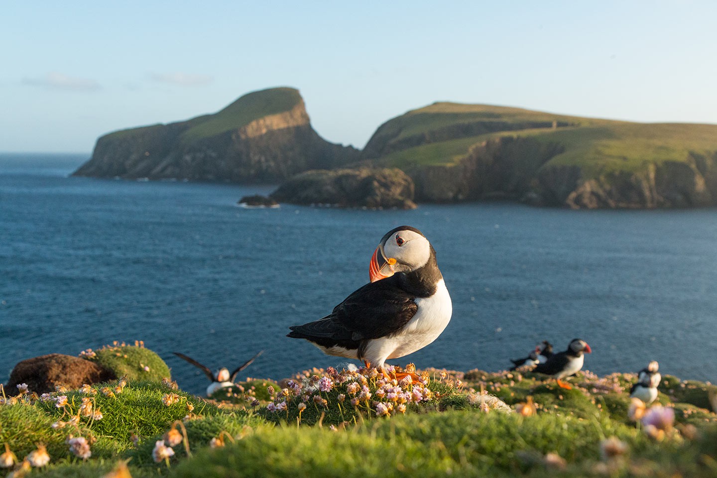 Afbeelding van Papegaaiduiker Fair Isle Norge Reiser Ramon Lucas