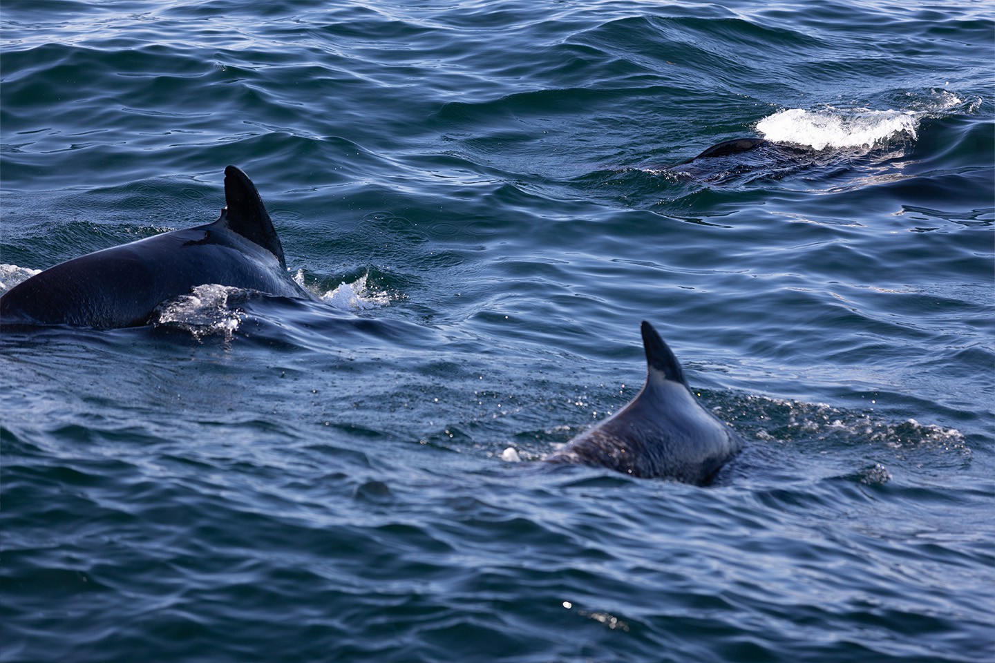 Walvissafari Andenes