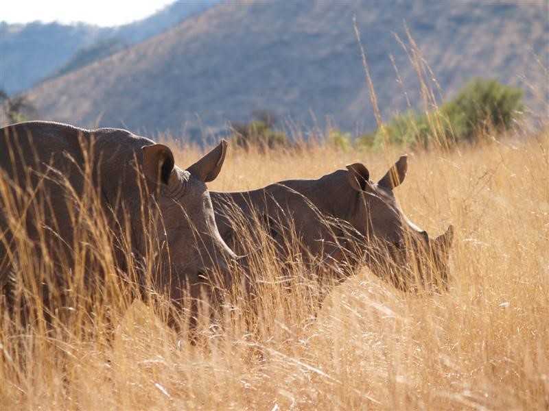 Afbeelding van Pilanesberg Neushoorn 04