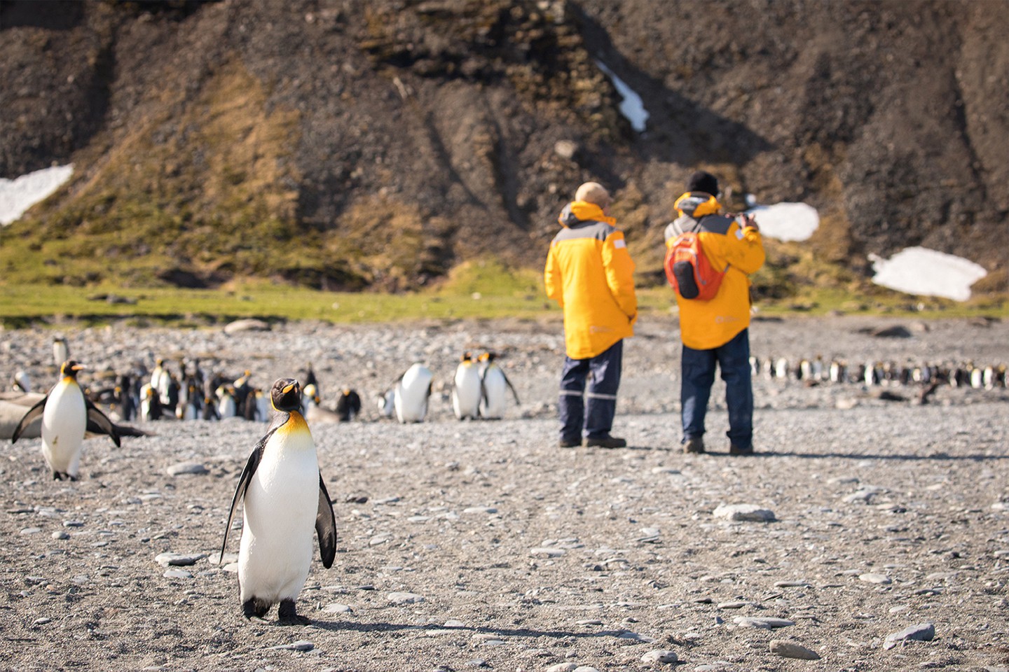Afbeelding van Poolcirkel Oversteken Via Falklandeilanden Zuid Georgie QuarkExpeditions King Penguins St Andrews Bay SouthGeorgia AcaciaJohnson