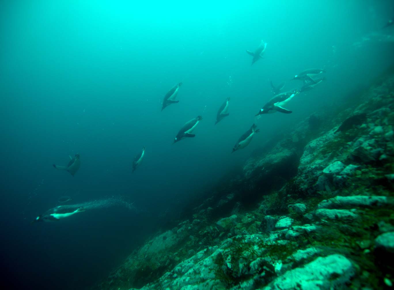 Poolduiken Antarctica