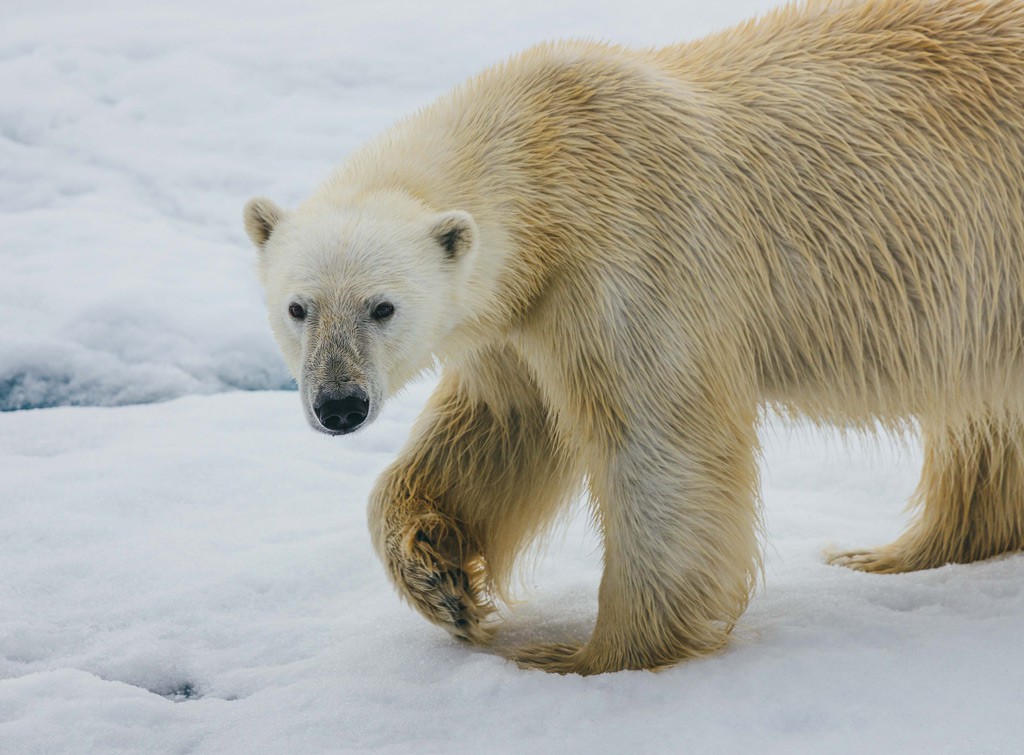 Afbeelding van Quark Expeditions Ijsbeer Arctisch Gebied David Merron